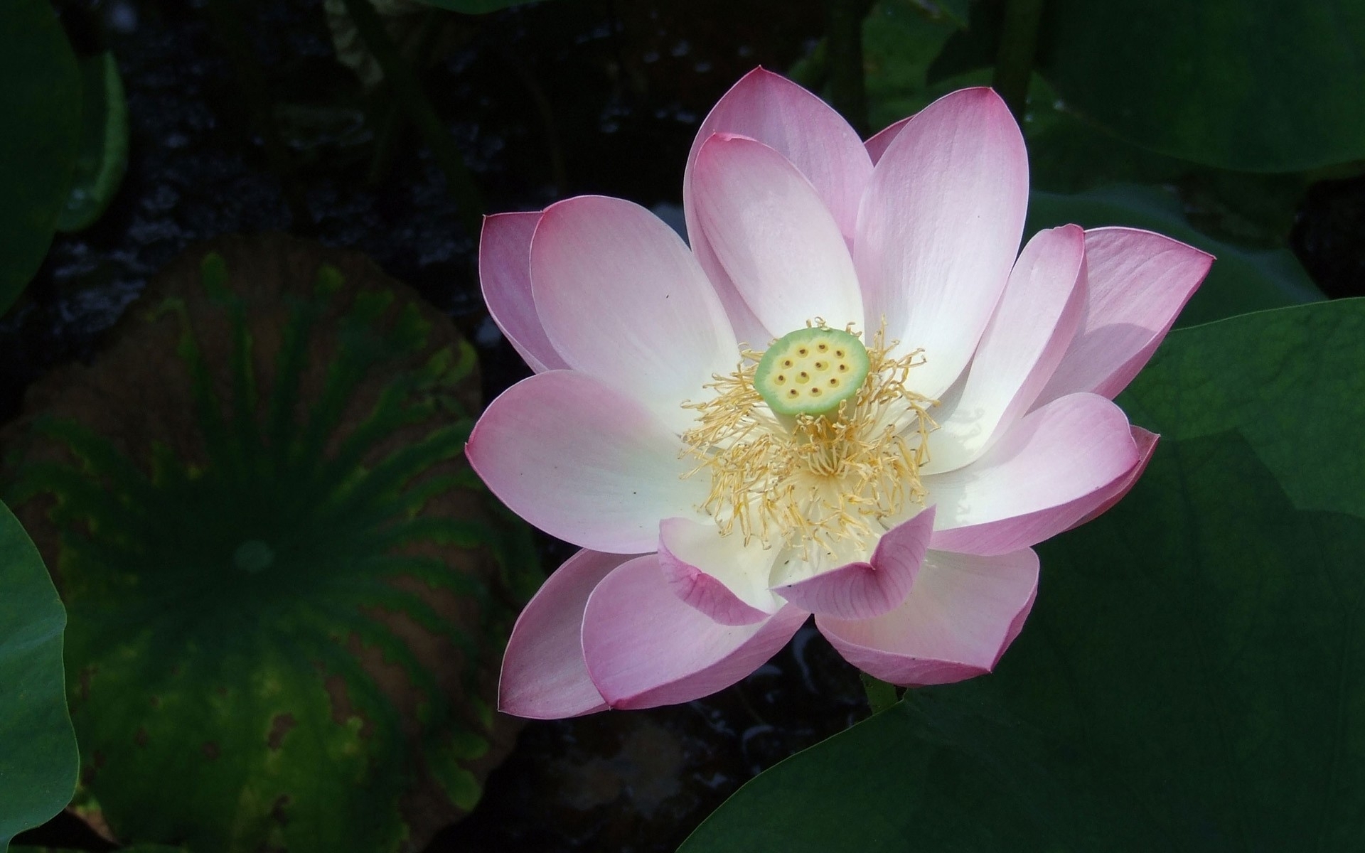 Download Flower Nature Lotus HD Wallpaper