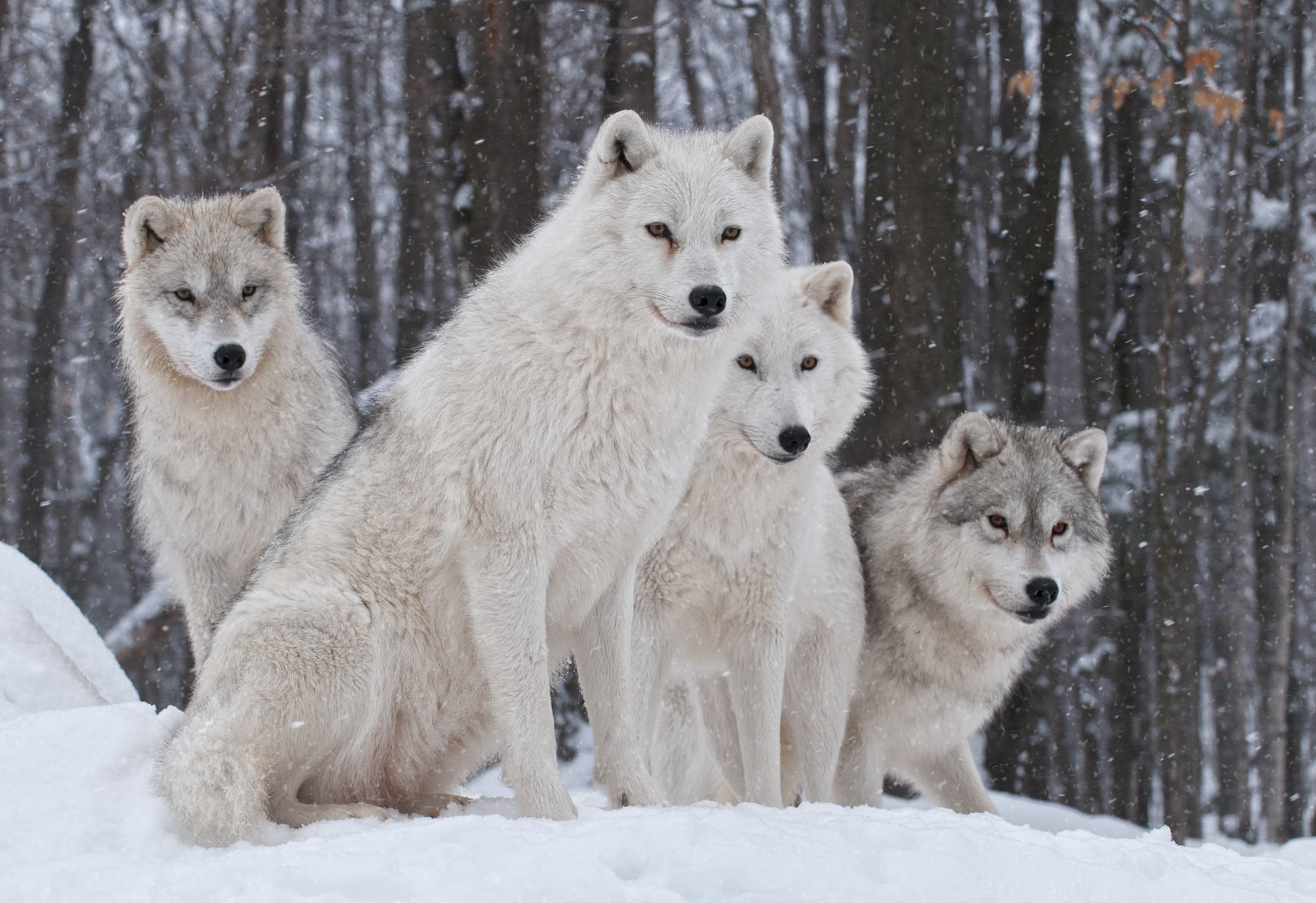 Tiere Wolf HD Wallpaper | Hintergrund
