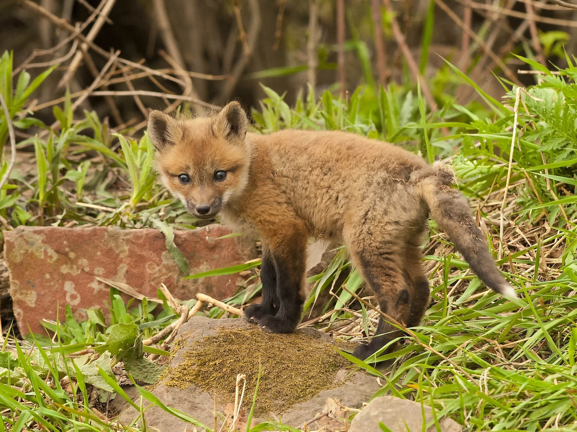 HD PC desktop wallpaper featuring a young fox standing on grassy ground surrounded by plants and rocks.