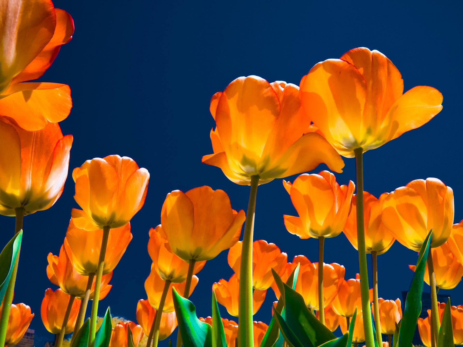 Close-up of vibrant orange tulips against a deep blue sky — nature 2K Quad HD PC desktop wallpaper background.