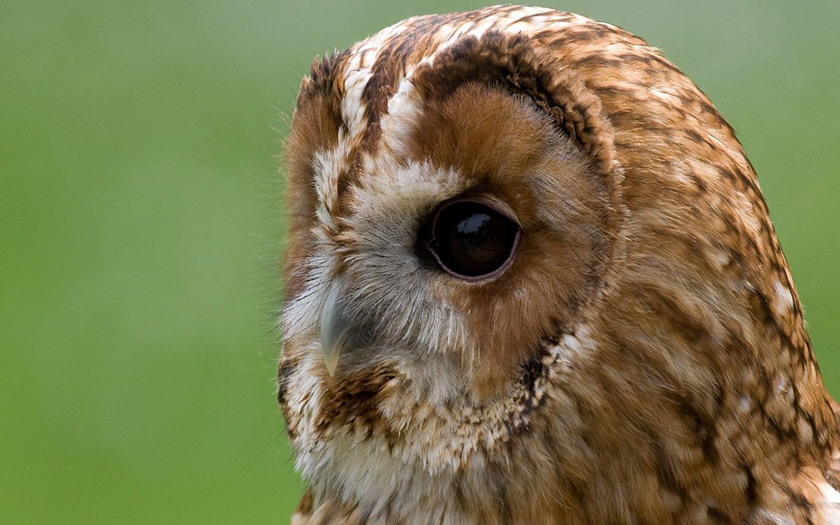 Download Animal Owl Wallpaper | 1680x1050 | Wallpaper Abyss
