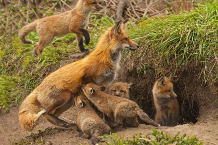 A fox cub family with a mother fox and several baby foxes near their den, captured in a detailed HD PC desktop wallpaper showing natural wildlife.