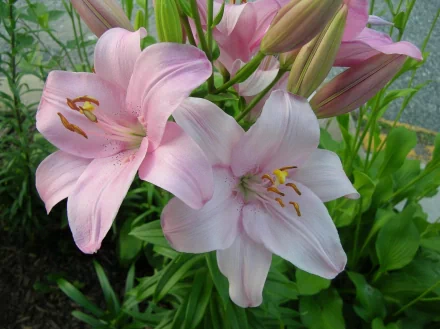 A close-up of elegant pink lilies surrounded by lush green foliage, capturing the beauty of nature. This HD wallpaper adds a serene touch to any desktop background.