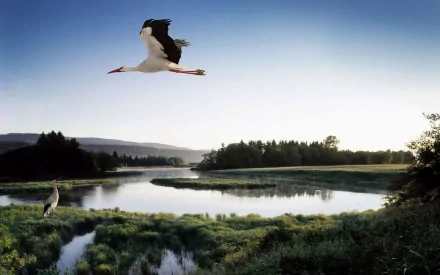 HD PC desktop wallpaper and background showing a white stork animal soaring over a misty wetland, another stork standing by the reflective water with a tree-lined horizon.