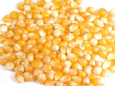 food corn HD Desktop Wallpaper | Background Image