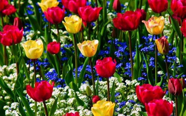 Earth Flower Flowers Tulip HD Wallpaper | Background Image