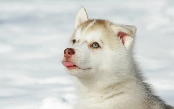 A close-up of a playful husky dog with striking blue eyes, its tongue sticking out, set against a snowy background. This HD image serves as an engaging desktop wallpaper.