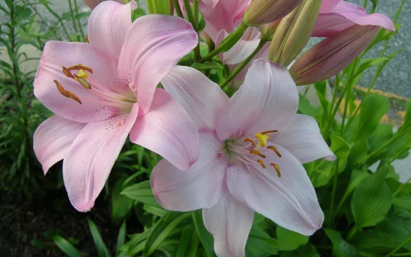 A close-up of elegant pink lilies surrounded by lush green foliage, capturing the beauty of nature. This HD wallpaper adds a serene touch to any desktop background.