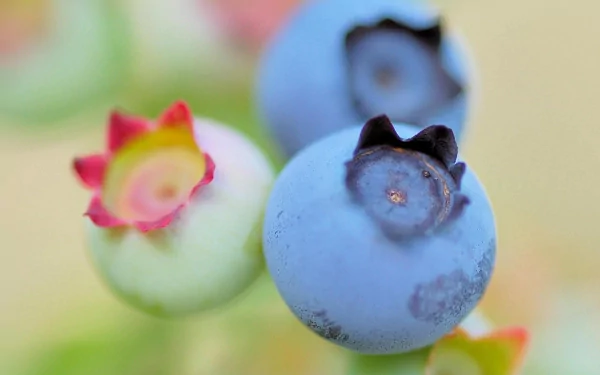 Close-up of fresh blueberries with water droplets, captured in HD for a vibrant PC desktop wallpaper showcasing natural food beauty.