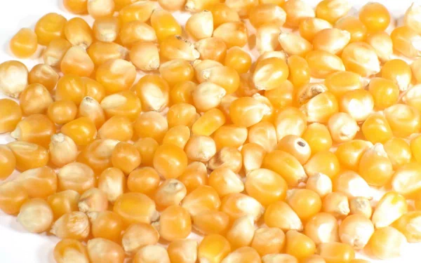food corn HD Desktop Wallpaper | Background Image