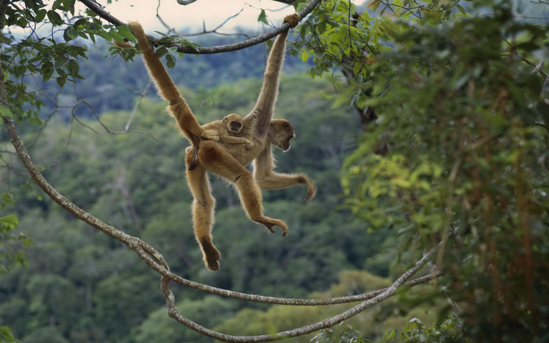 Woolly Spider Monkey Full HD Wallpaper and Background Image | 1920x1200