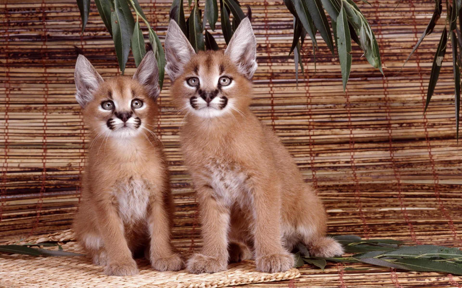 Floppa Caracal GIF Floppa Caracal Baby Caracal Discover