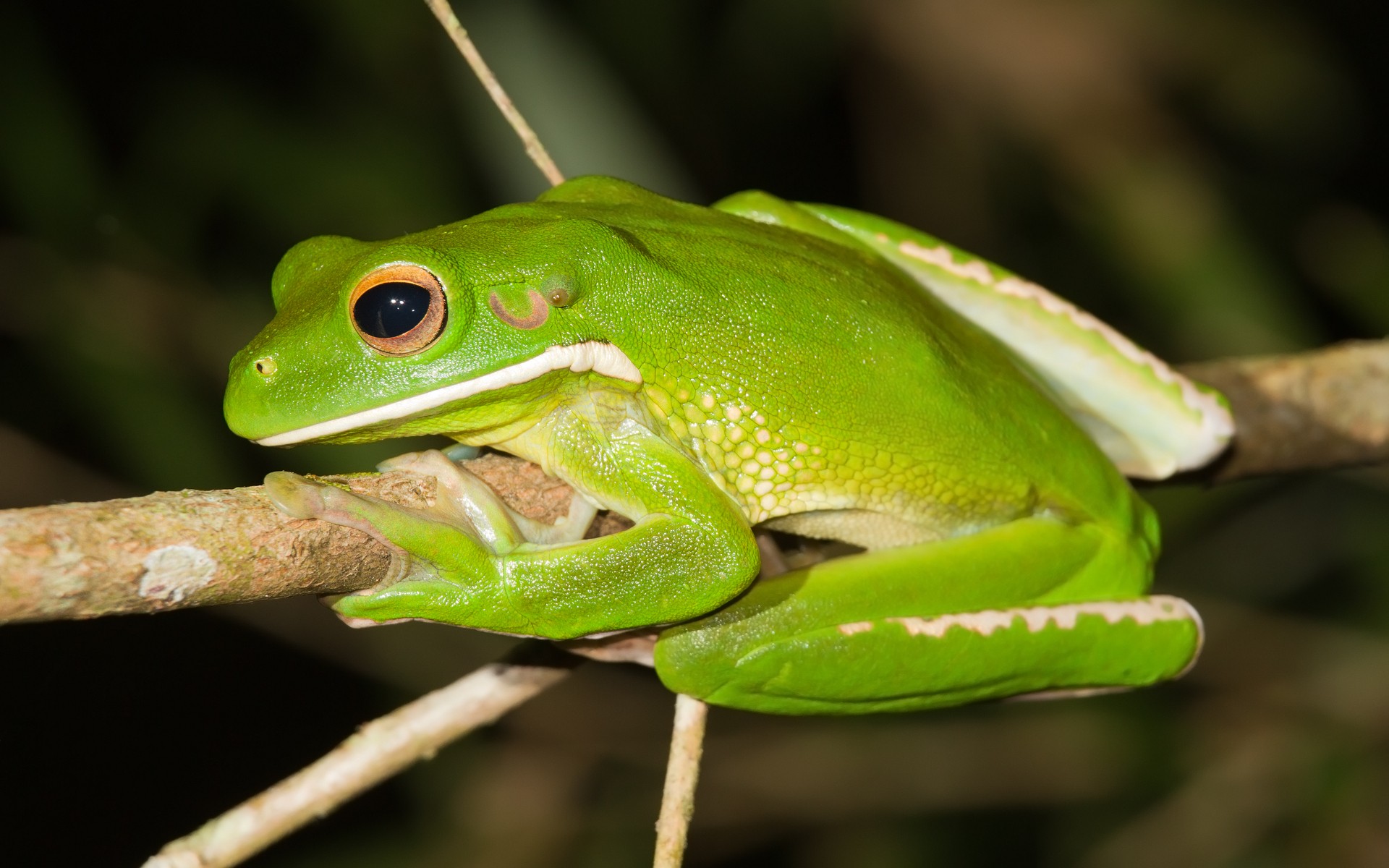 Animal White-Lipped Tree Frog HD Wallpaper | Background Image