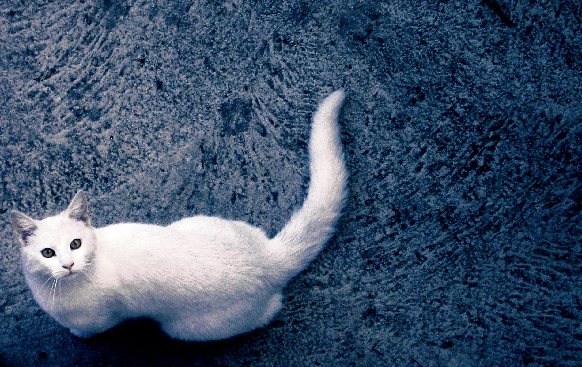 Белый кот вид сверху