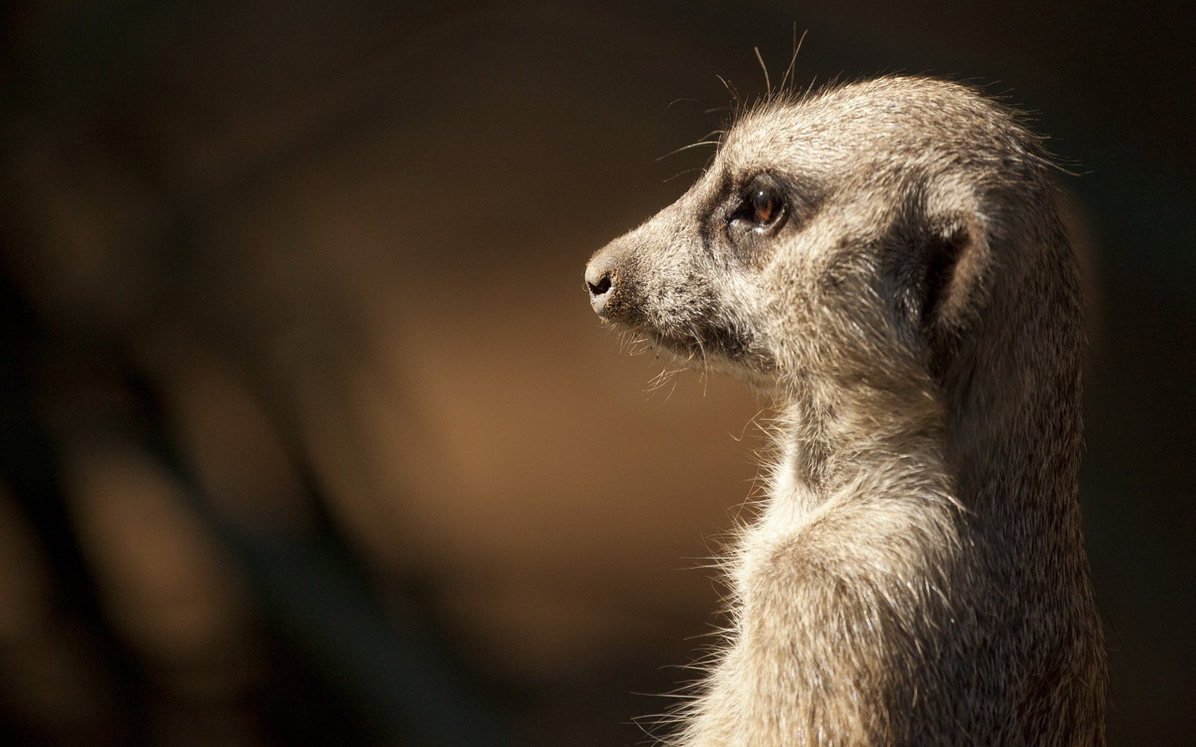 Download Animal Meerkat Wallpaper