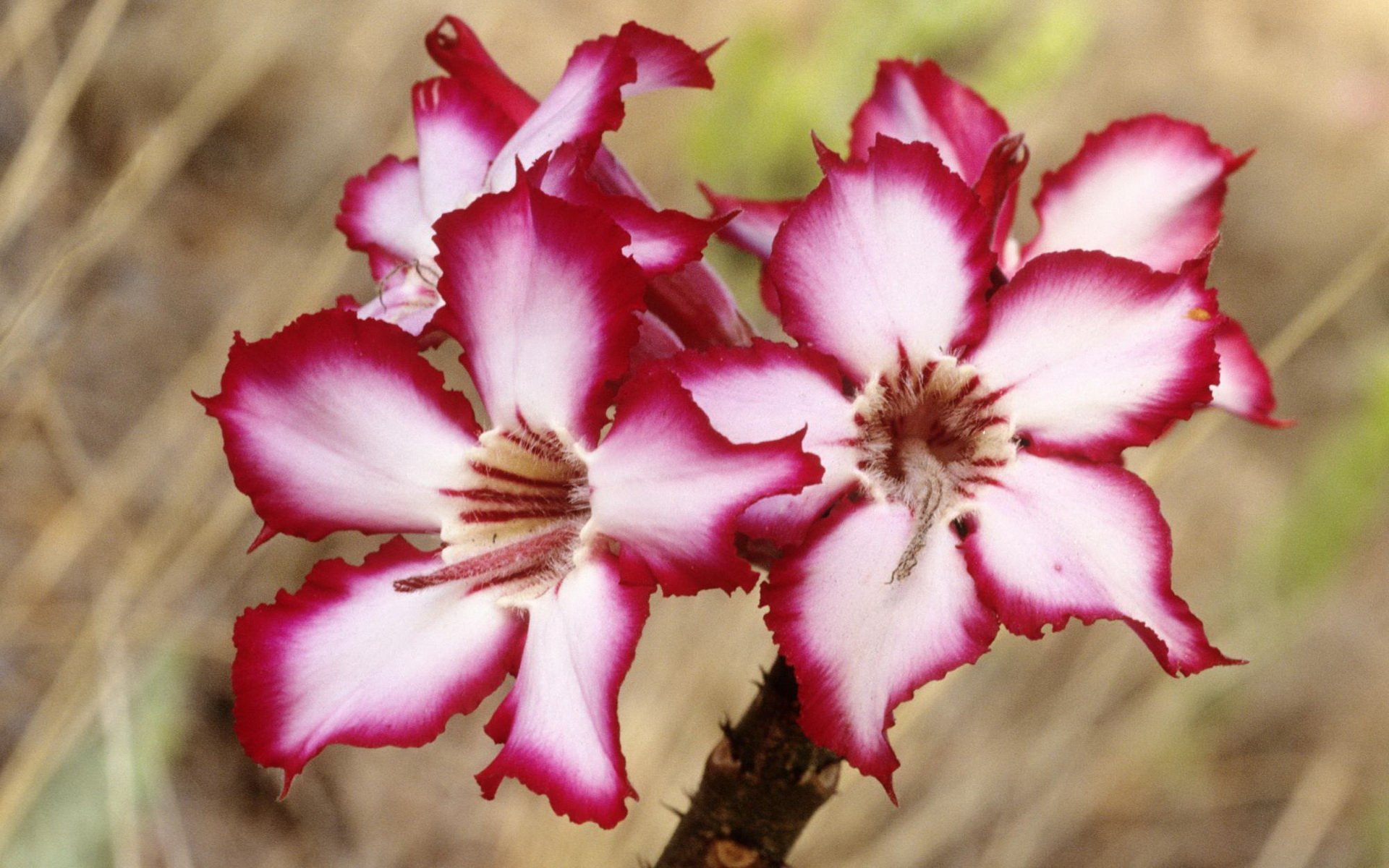 HD desktop wallpaper featuring vibrant pink and white South African flowers in natural outdoor setting, highlighting the beauty of nature.