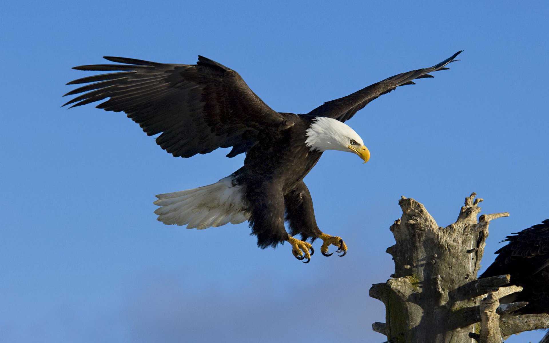 Bald Eagle HD Wallpaper | Background Image | 1920x1200