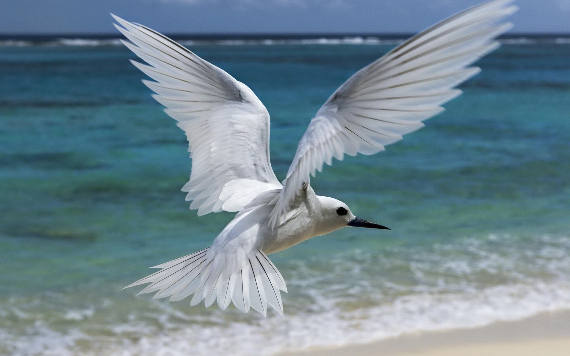 HD desktop wallpaper featuring a white bird in mid-flight over a beach with turquoise water, capturing the grace of wildlife in a clear, vibrant coastal setting.