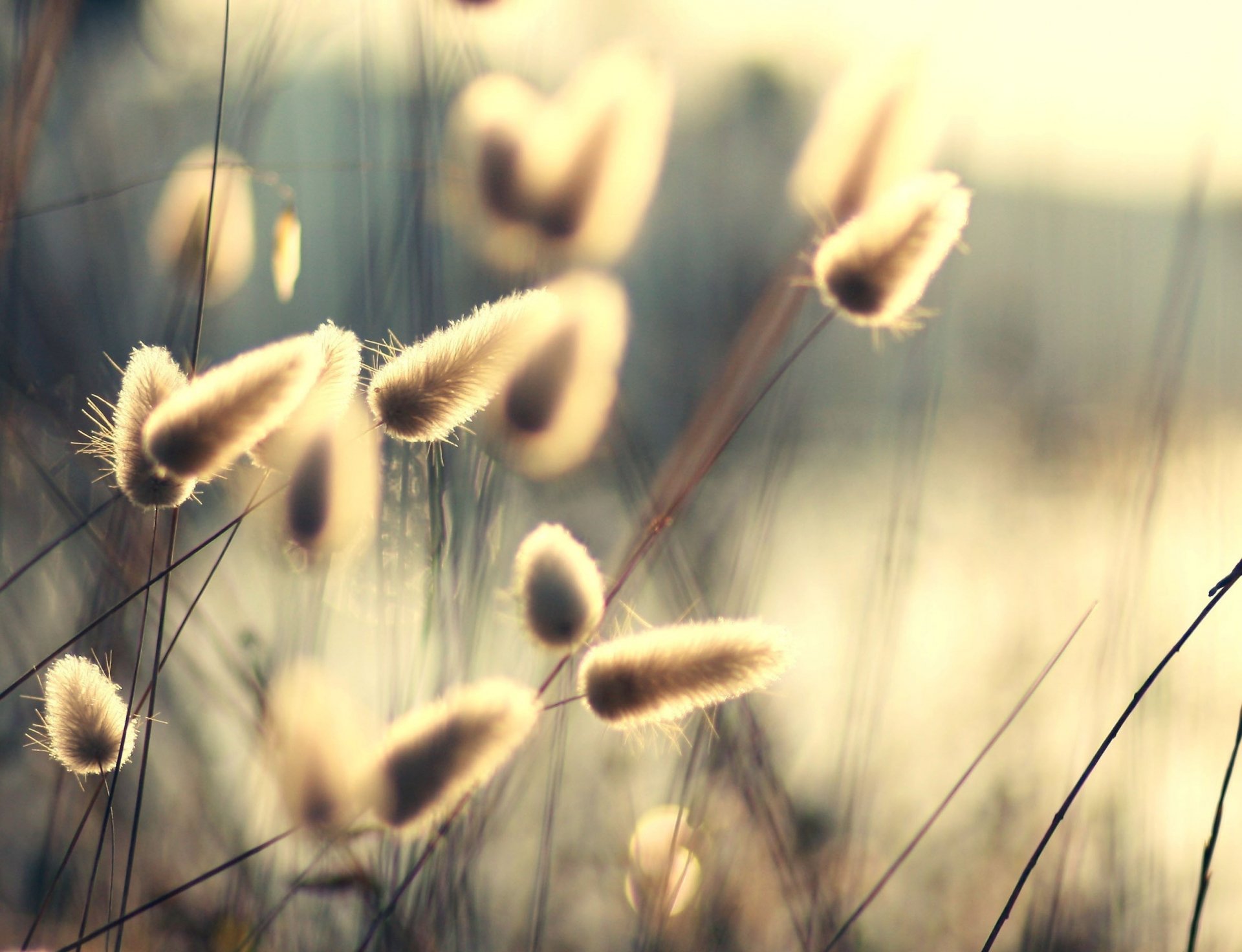 HD desktop wallpaper featuring soft-focus close-up of fluffy grass seed heads bathed in warm natural light, highlighting delicate textures in a serene nature scene.
