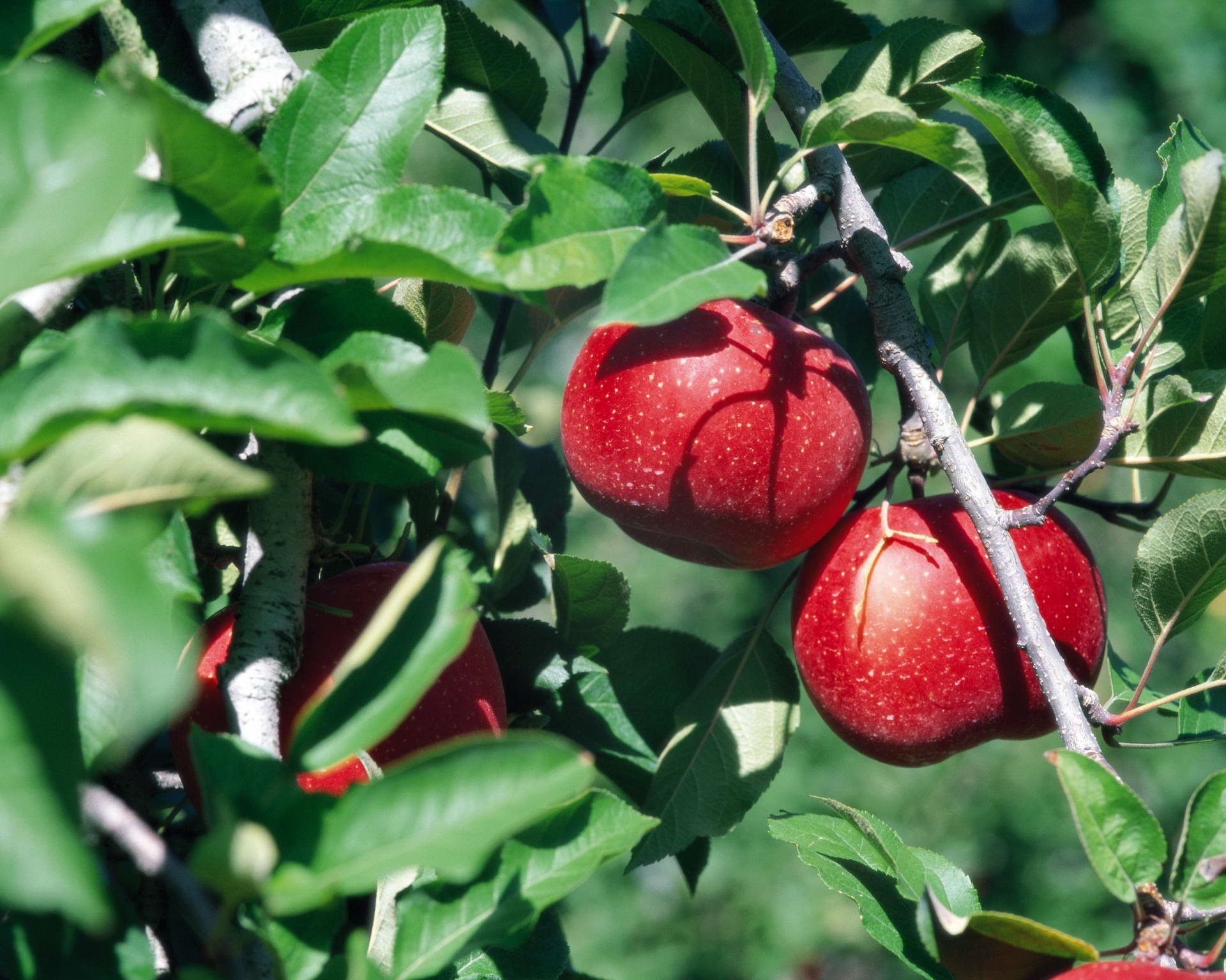 HD PC desktop wallpaper featuring vibrant red apples hanging on leafy branches in bright natural light.