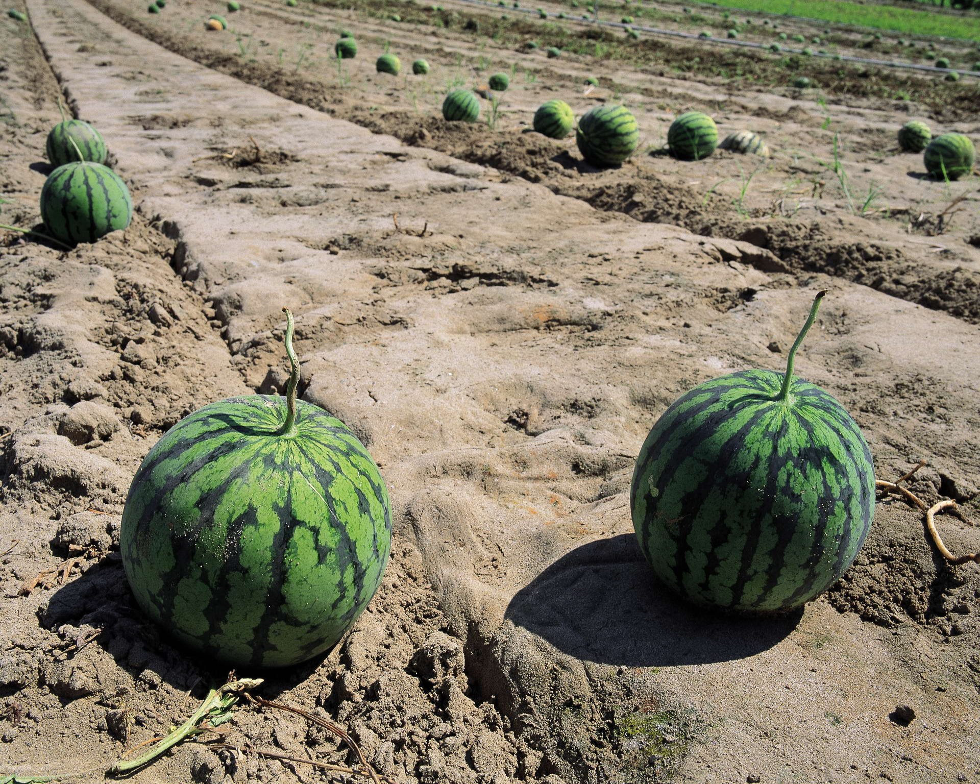 HD PC desktop wallpaper showing ripe watermelons growing in sandy soil under bright sunlight.