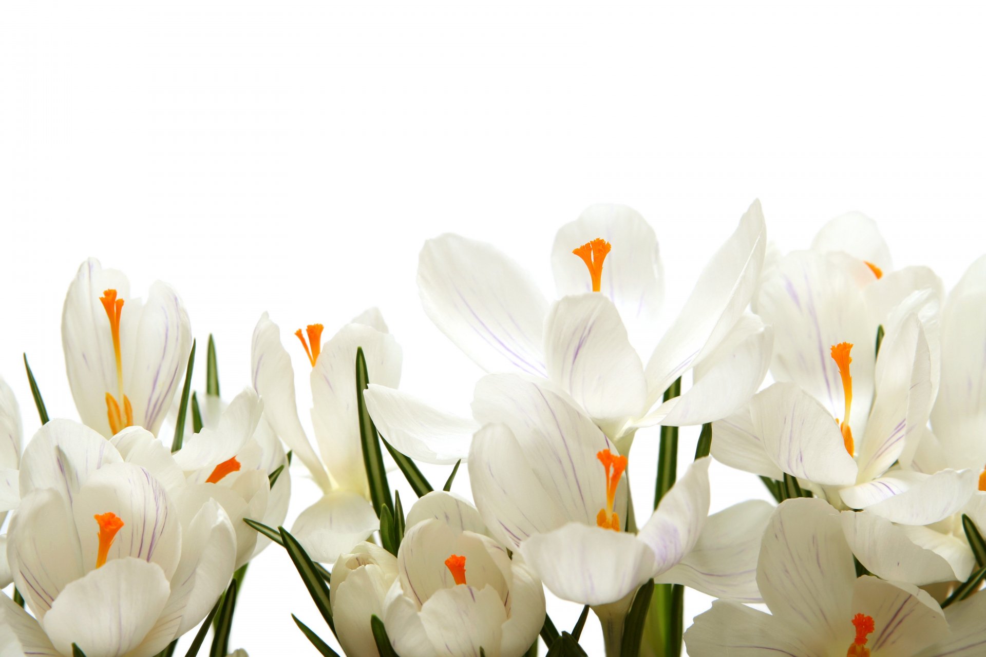 Download Flower Nature Crocus 4k Ultra HD Wallpaper