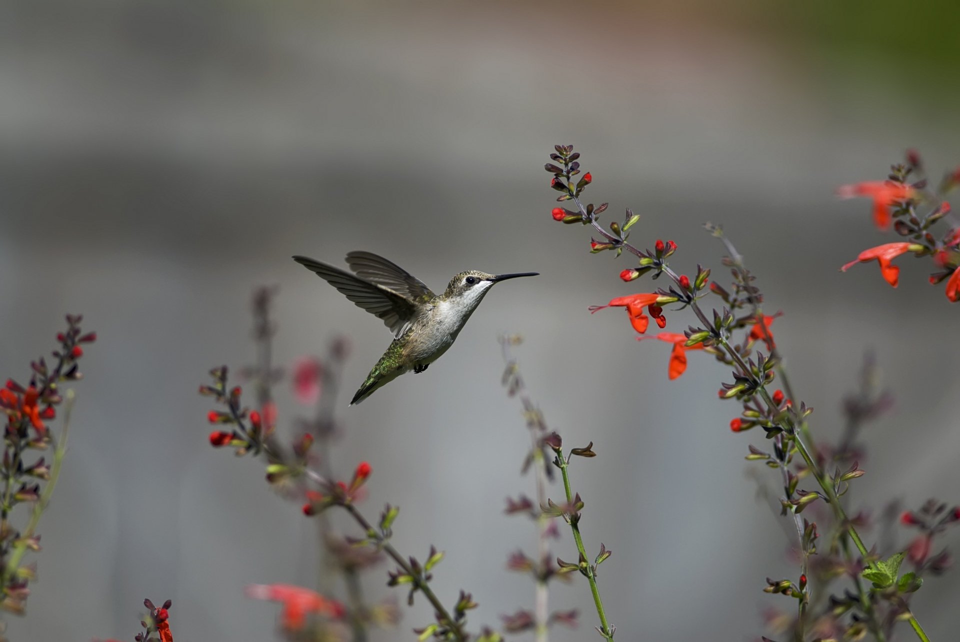 Majestic Hummingbird in Flight – HD Nature Wallpaper | 2800x1874 ...