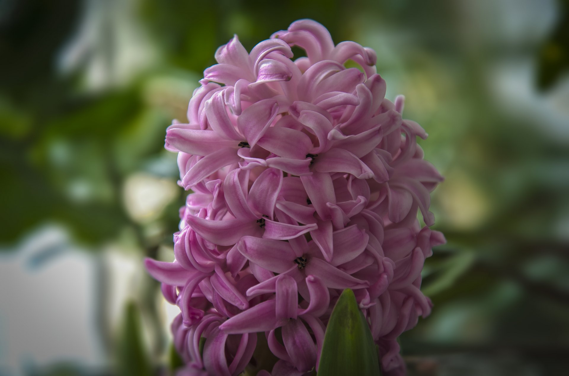 A detailed close-up of a pink hyacinth flower against a blurred green background, captured in 4K Ultra HD for PC desktop wallpaper use.