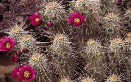 plant flower nature cactus thorns HD Desktop Wallpaper | Background Image