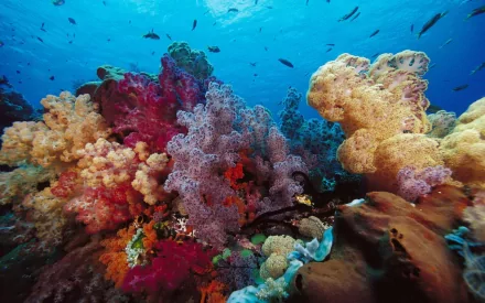 fish reef nature ocean Animal coral HD Desktop Wallpaper | Background Image