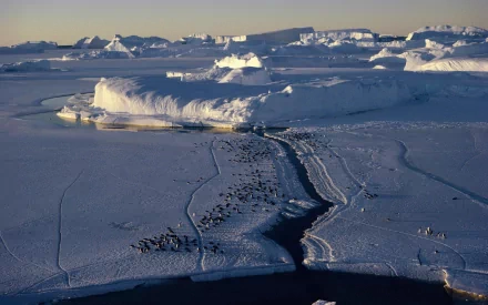 nature floe HD Desktop Wallpaper | Background Image