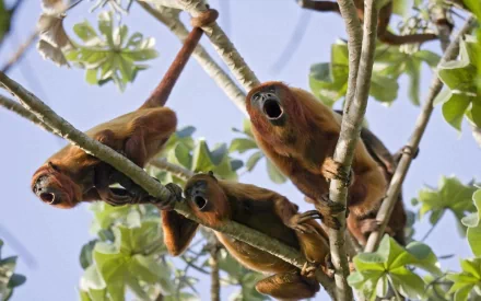 HD PC desktop wallpaper featuring a group of monkeys perched and interacting on tree branches amidst lush green leaves.