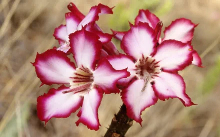 South Africa nature flower HD Desktop Wallpaper | Background Image