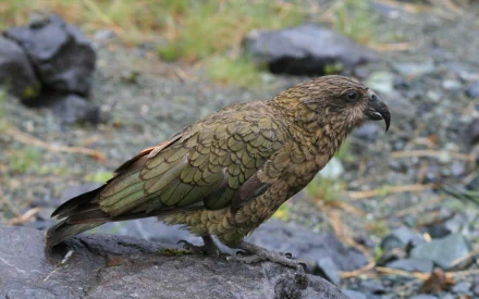 Animal kea HD Desktop Wallpaper | Background Image