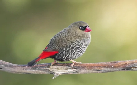  Beautiful Firetail (Stagonopleura bella)