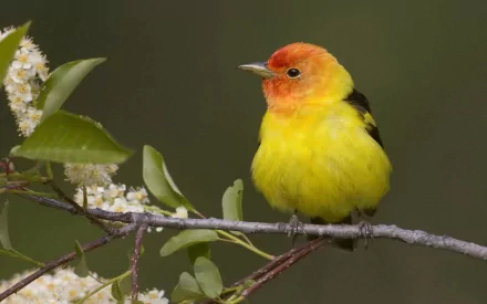 HD desktop wallpaper featuring a vibrant yellow and orange tanager perched on a branch with green leaves and white blossoms against a muted background.