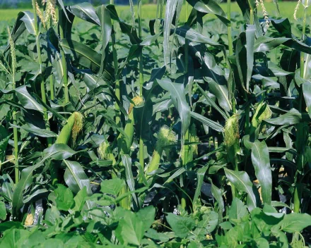 food corn HD Desktop Wallpaper | Background Image
