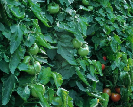 food tomato HD Desktop Wallpaper | Background Image