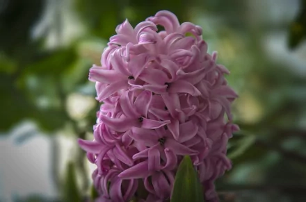 A detailed close-up of a pink hyacinth flower against a blurred green background, captured in 4K Ultra HD for PC desktop wallpaper use.