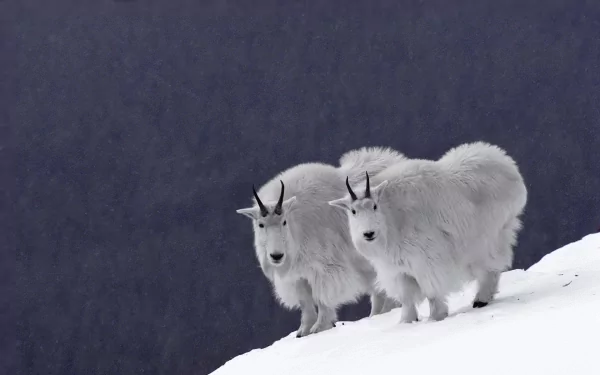 Two mountain goats stand on a snow-covered slope, showcasing their thick, white fur against a dark mountainous backdrop. This HD image captures the beauty of wildlife in nature.