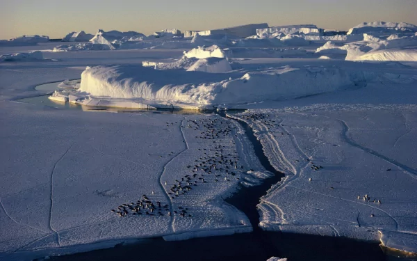 nature floe HD Desktop Wallpaper | Background Image