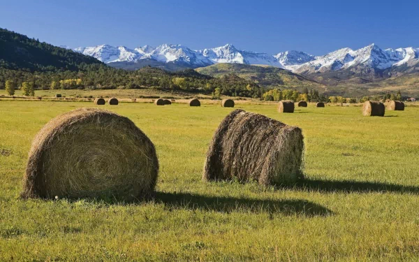 HD PC desktop wallpaper: nature scene of round haystacks in a sunlit meadow with snow-capped peaks and a clear blue sky.