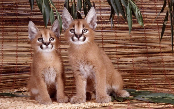 Two young caracals sitting side by side against a bamboo backdrop, featured as an HD PC desktop wallpaper and background.
