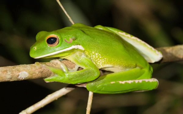  White Lipped Tree Frog