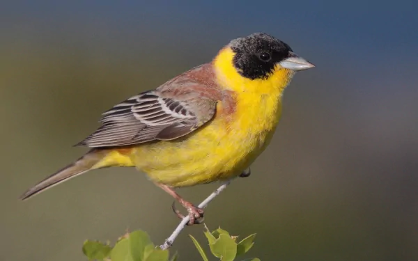 HD desktop wallpaper featuring a vibrant yellow and black bunting perched on a branch against a blurred natural background.