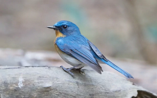  Tickell's Blue Flycatcher
