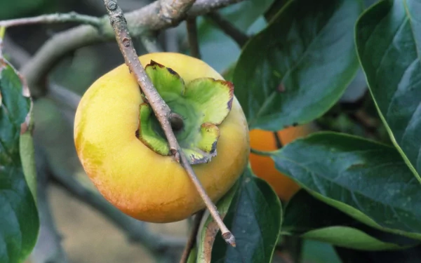 HD desktop wallpaper featuring a ripe orange persimmon hanging on a tree branch surrounded by green leaves.