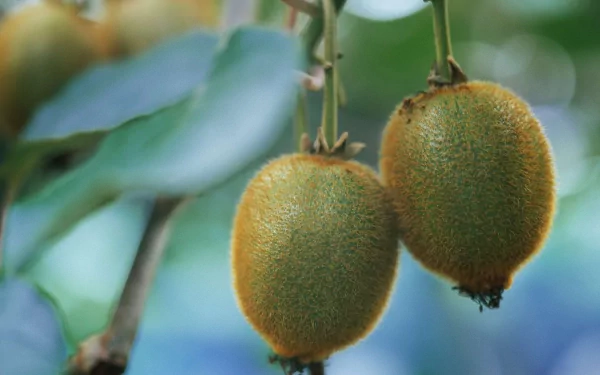 food kiwi HD Desktop Wallpaper | Background Image