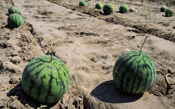 HD PC desktop wallpaper showing ripe watermelons growing in sandy soil under bright sunlight.