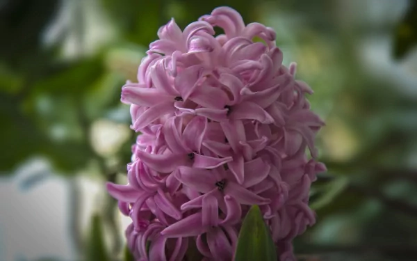 flower nature hyacinth HD Desktop Wallpaper | Background Image